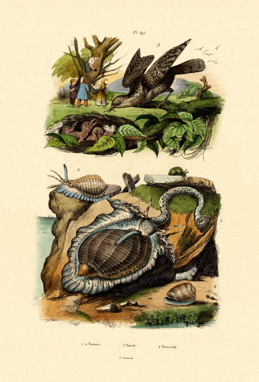 Wryneck, 1833-39 tekijältä French School