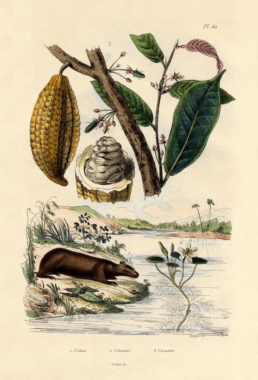 Capybara, 1833-39 tekijältä French School