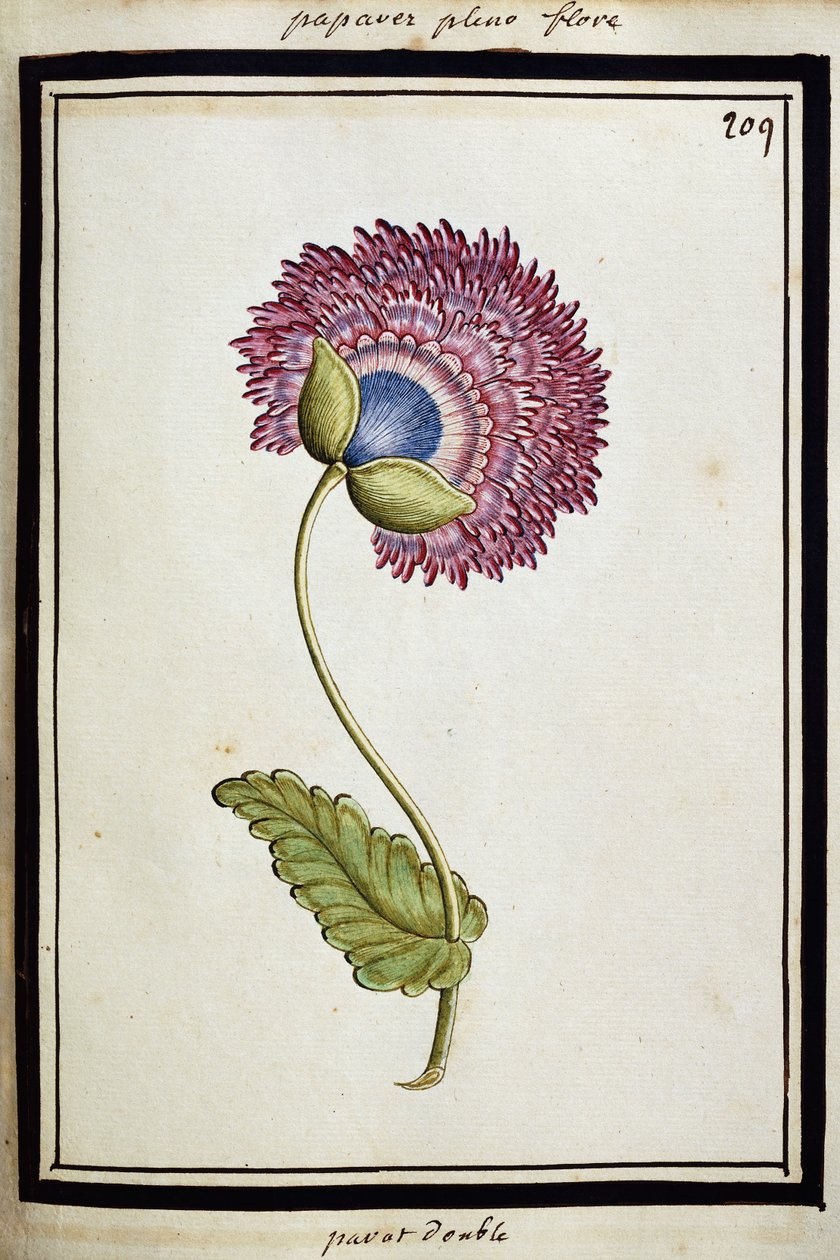 Double Poppy, n. 1700 tekijältä French School