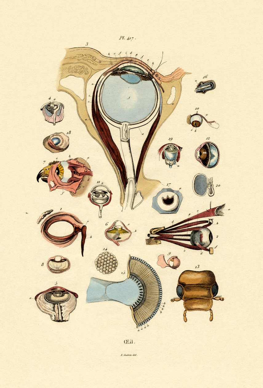 Silmät, 1833-39 tekijältä French School
