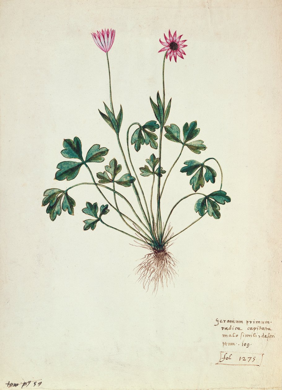 Fol.1275 Geranium (wc paperilla) tekijältä French School
