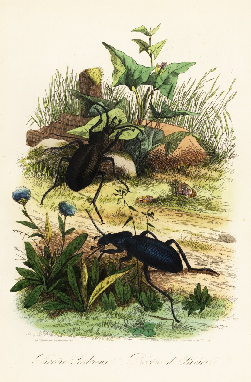 Valtavat violetit maakuoriaiset, Carabus scabrosus tekijältä French School