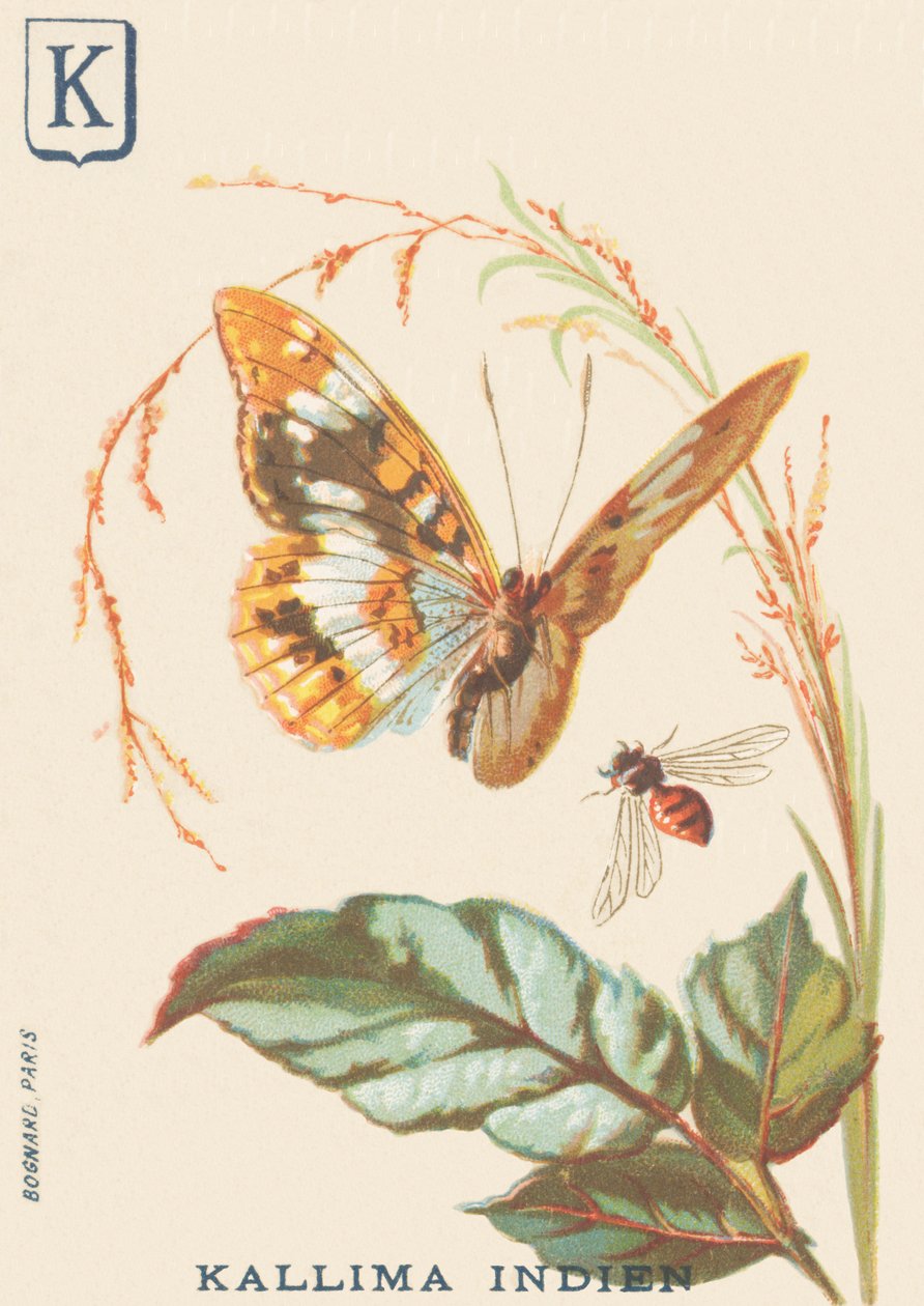 K: Intian Kallima (Cethosia biblis) tekijältä French School
