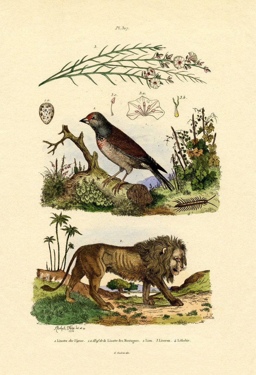 Linnet, 1833-39 tekijältä French School