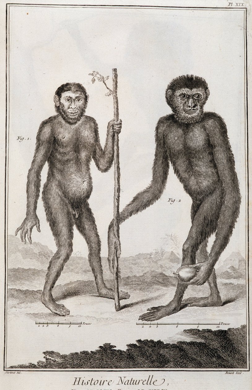 Apinat Jocko ja Gibbon tekijältä French School