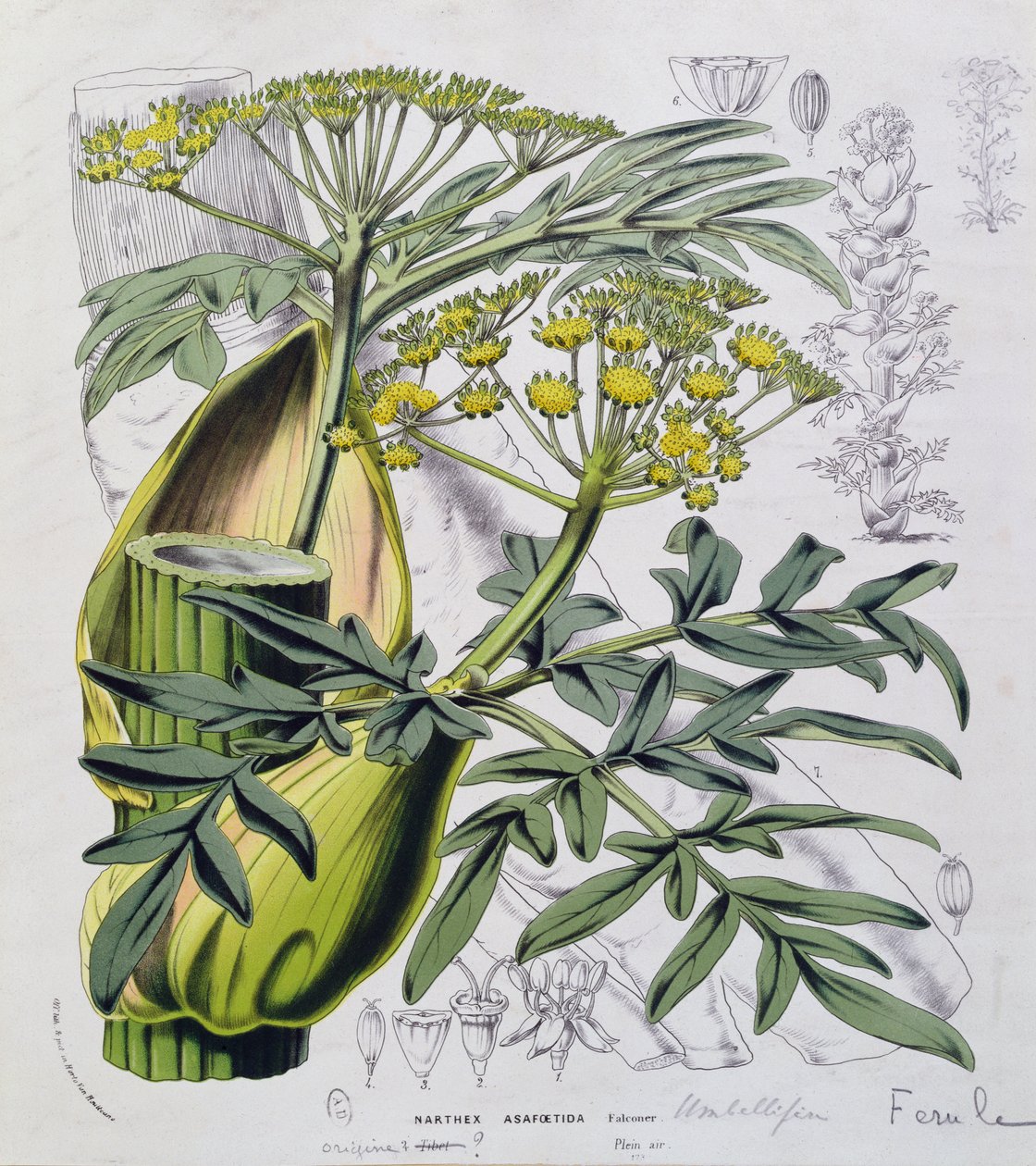 Narthex Asafoetida (värikaiverrus) tekijältä French School