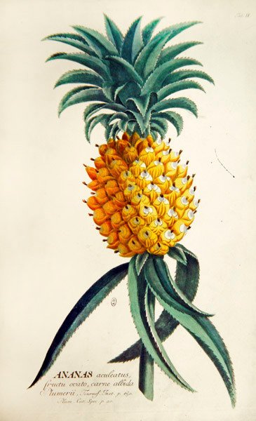 Ananas (värillinen kaiverrus) tekijältä French School