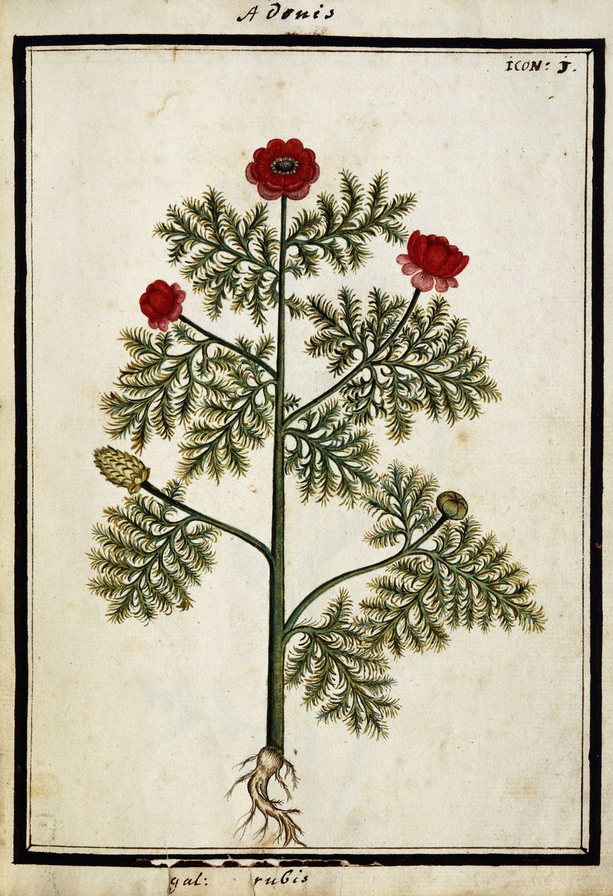 Punainen Adonis, noin 1700 tekijältä French School