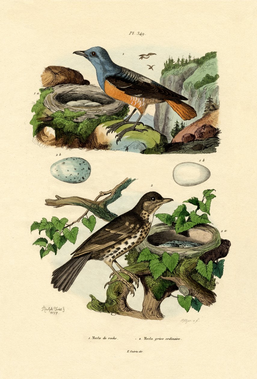 Rufous-tailed kivirastas, Adolf Fries tekijältä French School