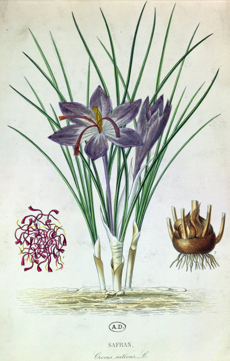Sahrami (Crocus Sativus) tekijältä French School