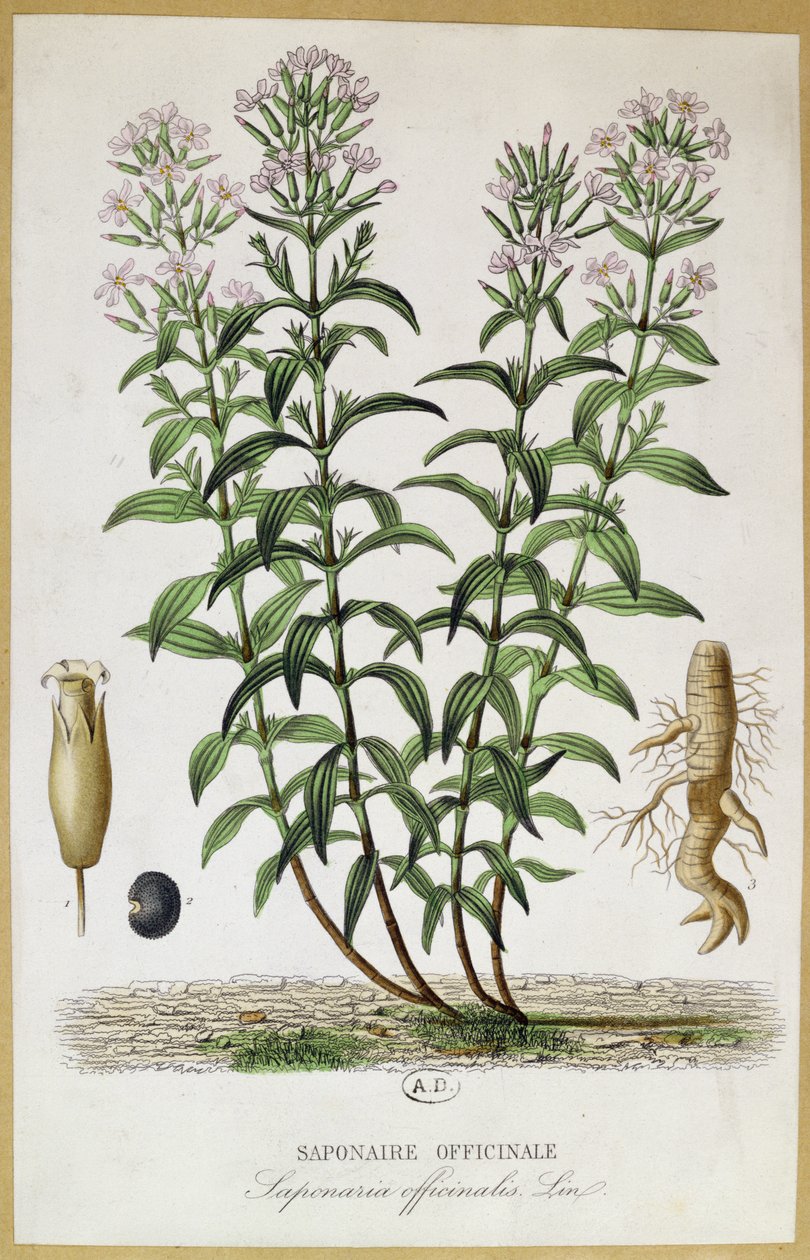 Saponaria officinalis, 1800-luku (värikaiverrus) tekijältä French School
