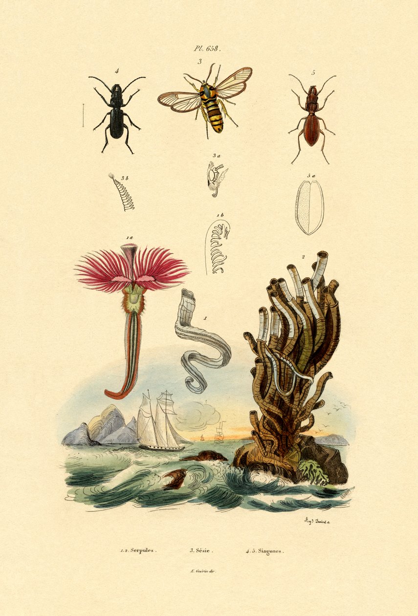 Serpulidit, 1833-39 tekijältä French School
