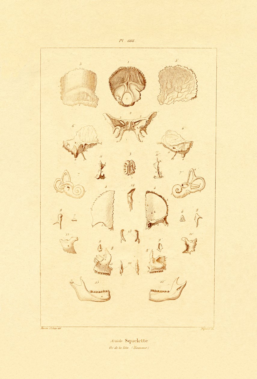 Luuranko, 1833-39 tekijältä French School