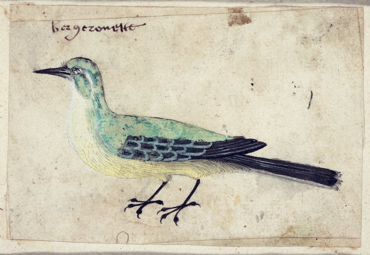 Study of a Bird, noin 1620 tekijältä French School