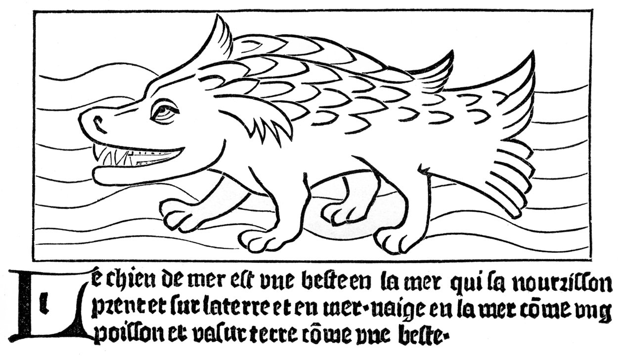"Meri-koira" tekijältä French School