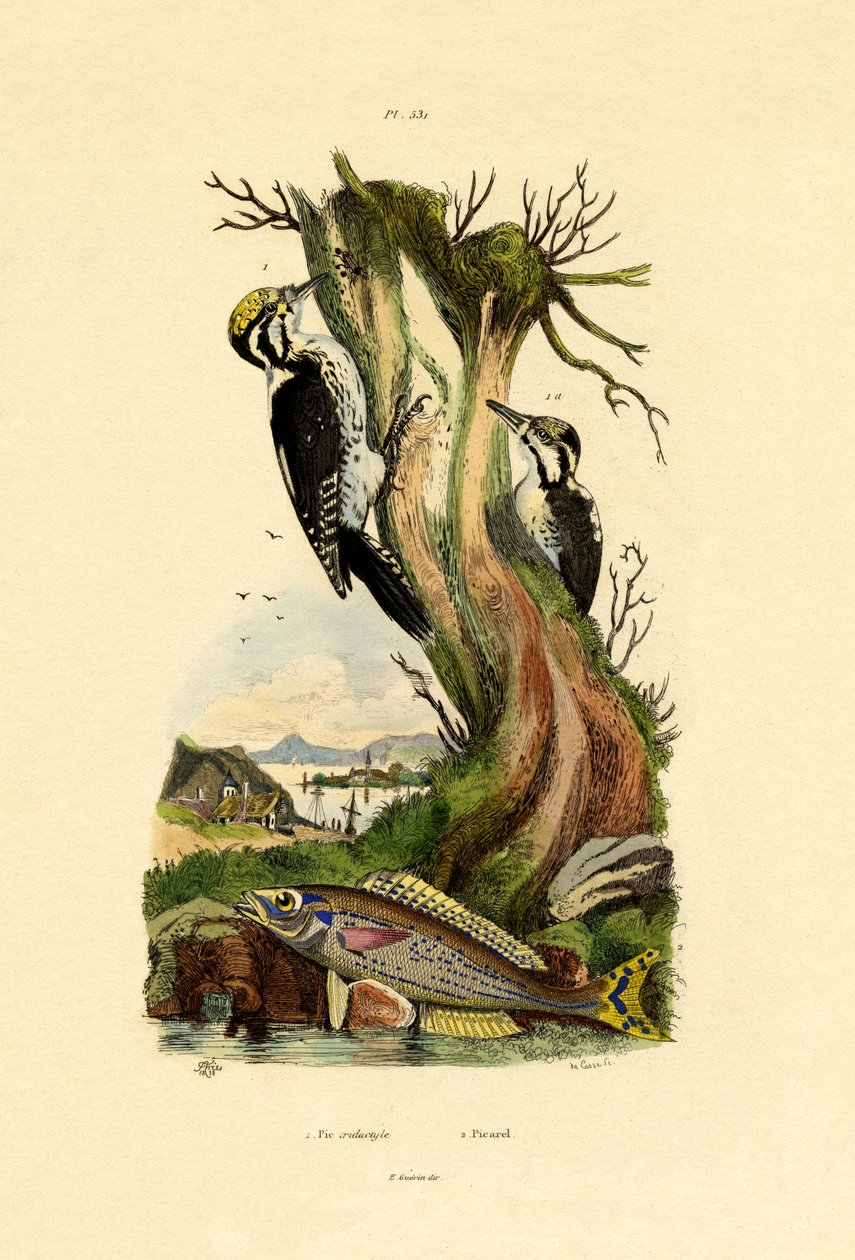 Kolmivarvas tikka, 1833-39 tekijältä French School