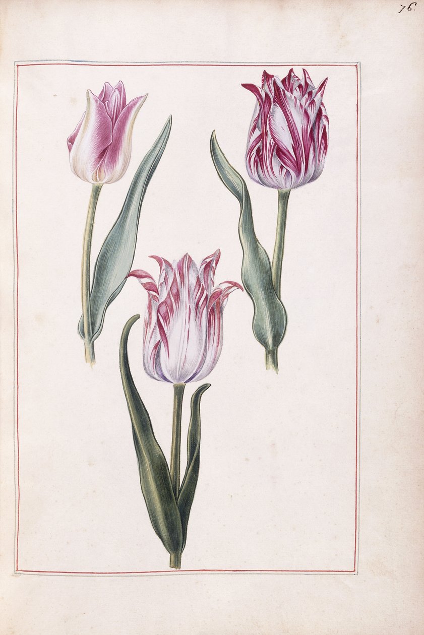 Tulppaanit, 1700-luku tekijältä French School