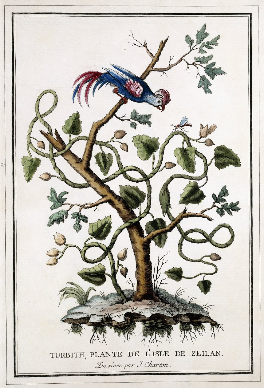 Turbith, kasvi Zeilanin saarelta, 1784 tekijältä French School