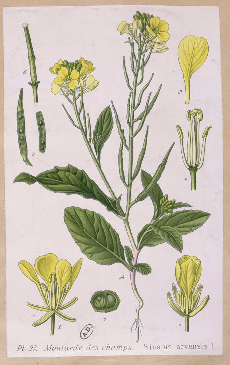 Villi sinappi (Sinapis Arvensis) tekijältä French School