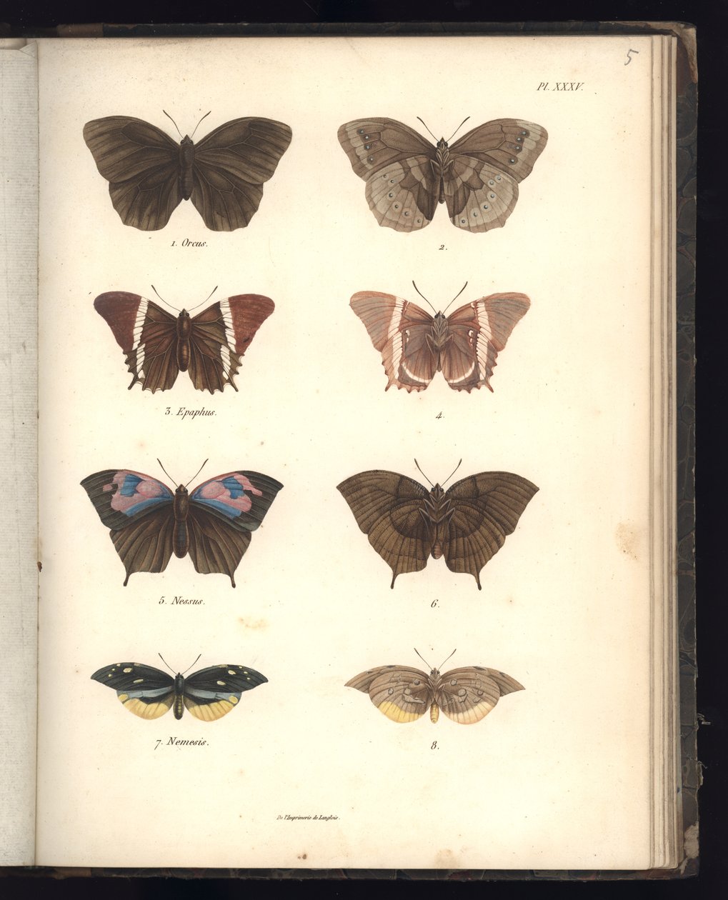 Lepidoptera, Pl. XXXV, kuva kokoelmasta 