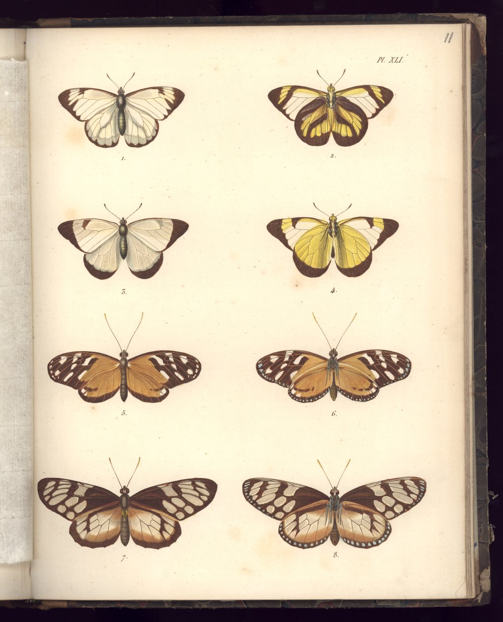 Lepidoptera, Pl.XLI, kuvitus lähteestä "Recueil d