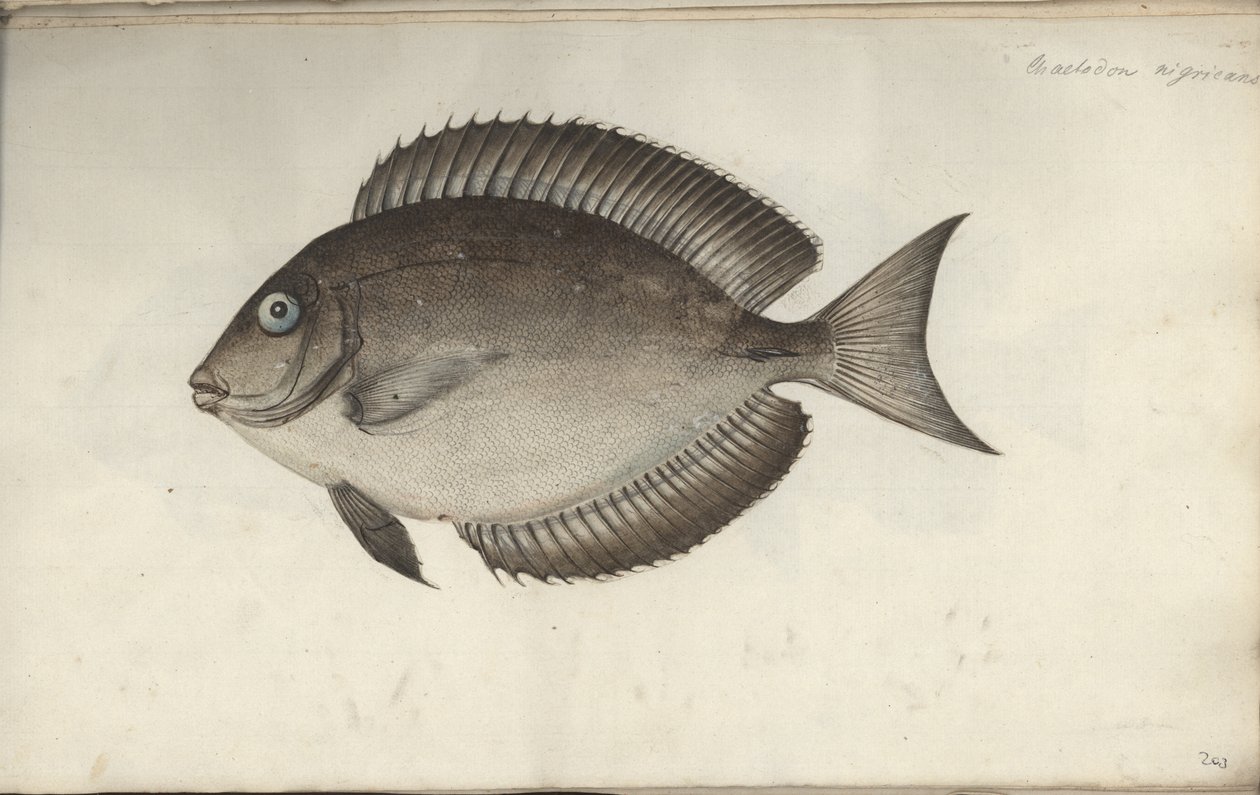 Chaetodon nigricans, ennen vuotta 1787 tekijältä Friedrich August Kruger