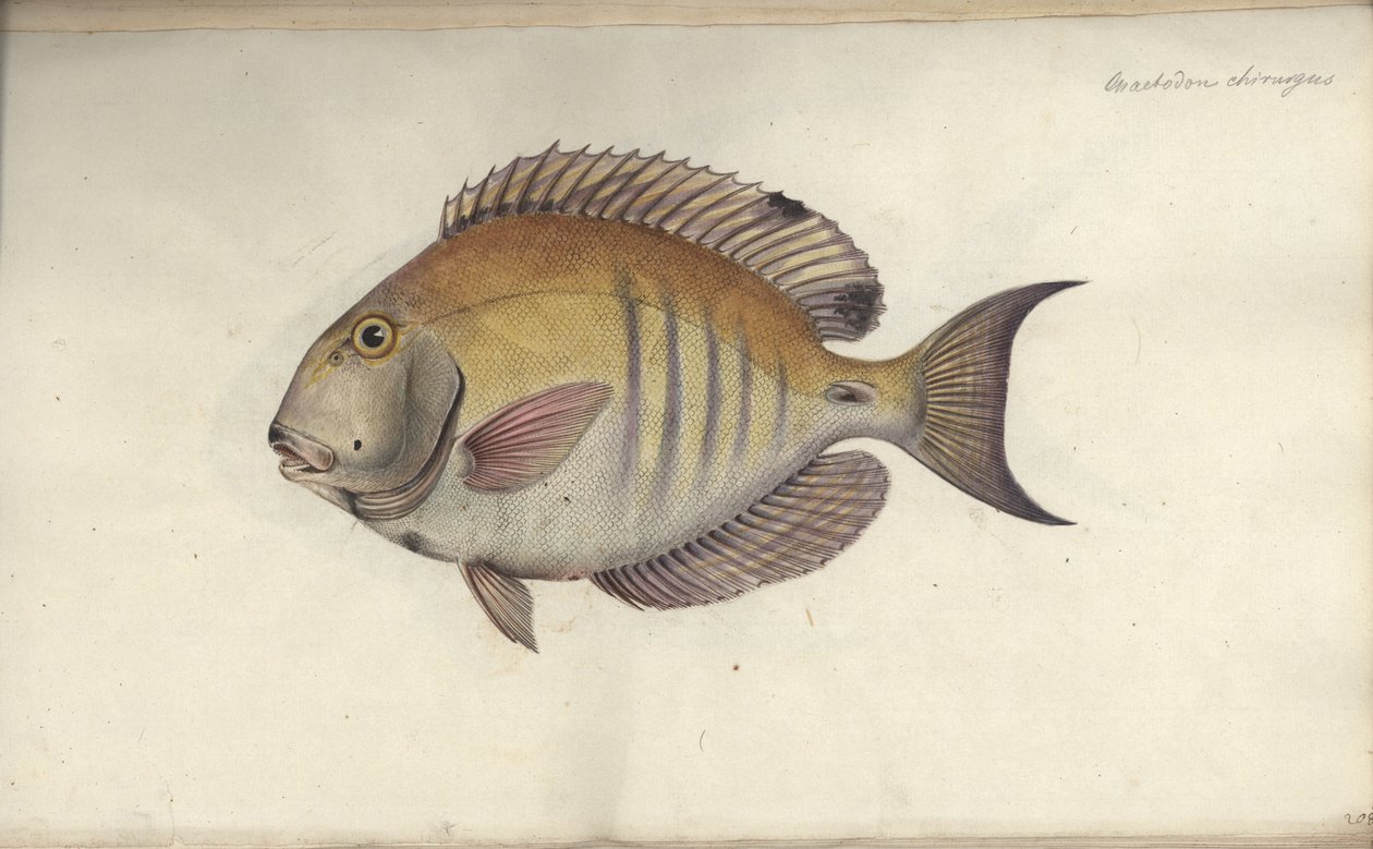 Chaetodon chirurgus, ennen vuotta 1787. tekijältä Friedrich August Kruger