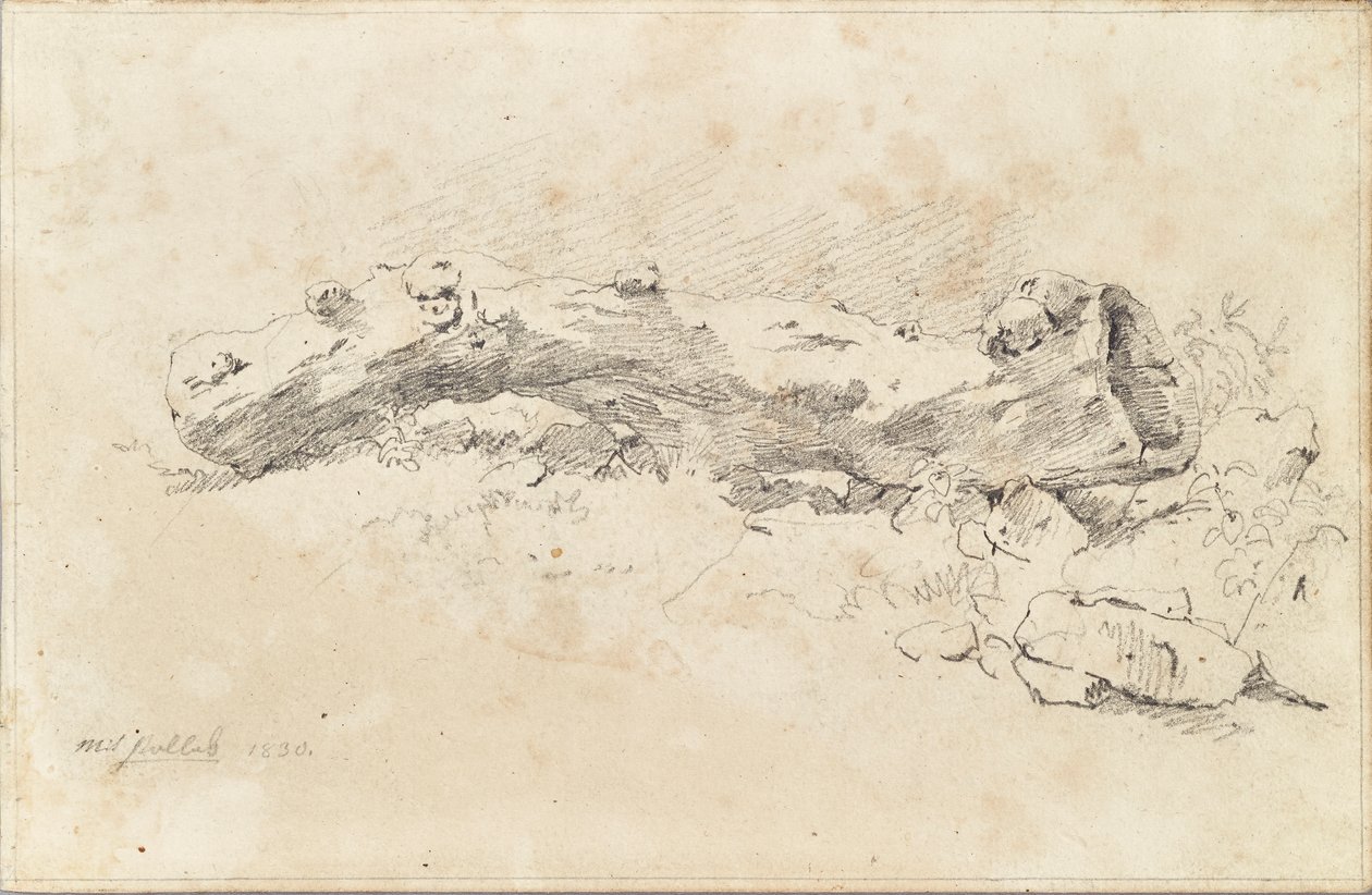 Makaa ontto puunrunko tekijältä Friedrich August Mathias Gauermann