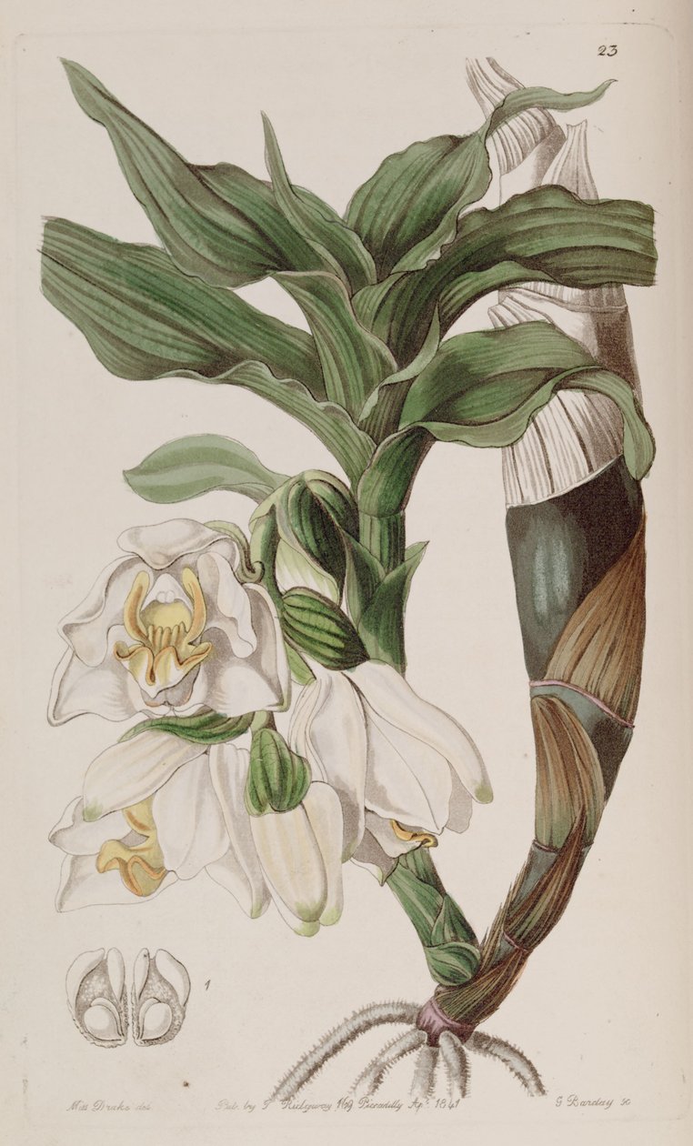 Chysis bractescens tekijältä G. Watts