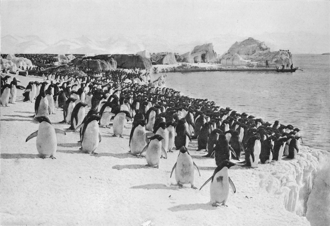Penguins Promenade, c1911, 1913. tekijältä G. Murray Levick