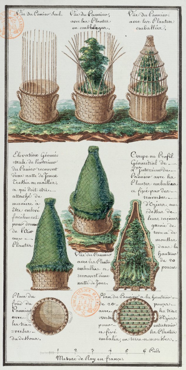 Kuva kudotusta korista kasvien kuljetusta varten, Jean-Francois Gallup de la Perousen (1741-88) tutkimusmatkojen aikana tehdystä taiteilijan muistikirjasta (kynä ja muste ja wc paperilla) tekijältä Gaspard Duche de Vancy