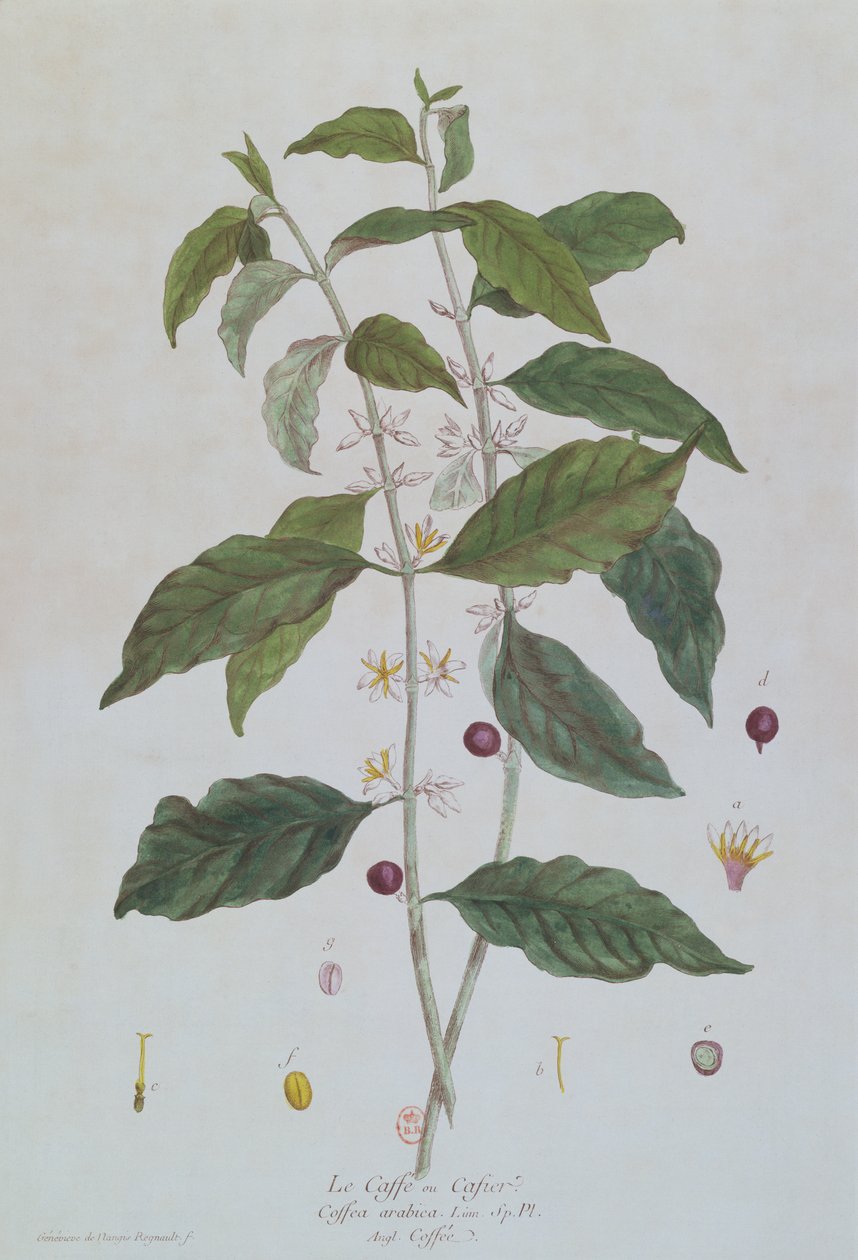 Coffea Arabica (kahvi) kasvitieteellinen taulu Nicolas Francois Regnault