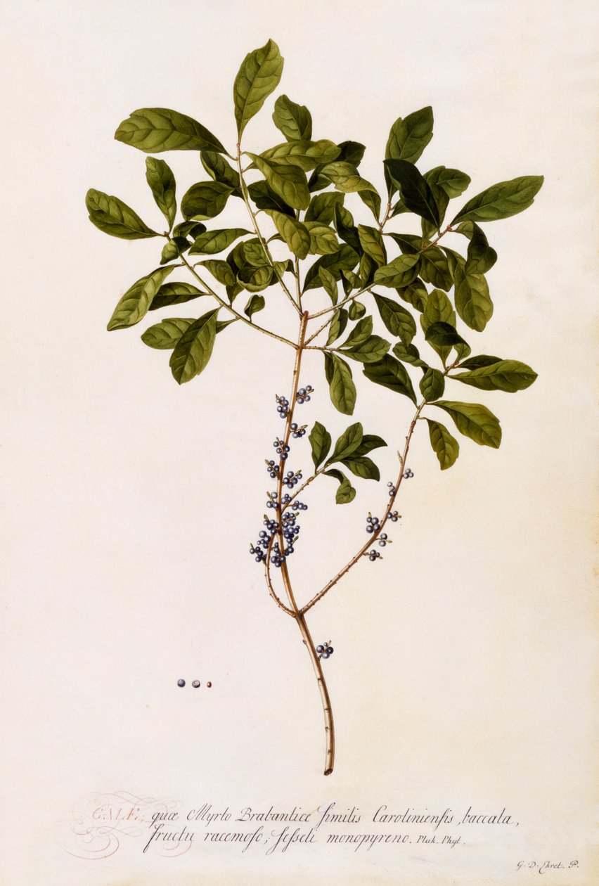 Bayberry tai Myrtle, n. 1746 (käsinvärinen kaiverrus) tekijältä Georg Dionysius Ehret