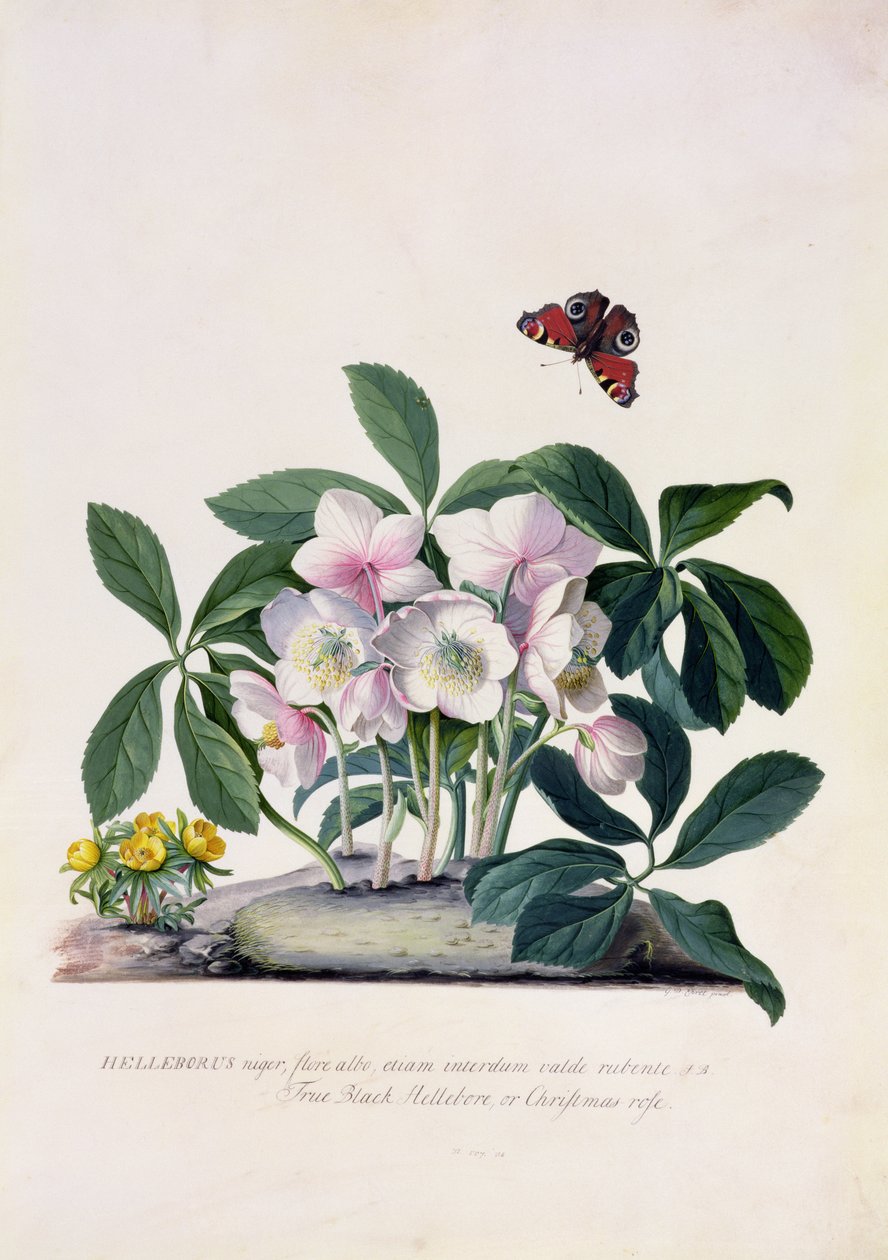 Jouluruusu (Helleborus niger) ja talviakoniitti (Eranthis hyemalis) (guassi pergamentille). tekijältä Georg Dionysius Ehret