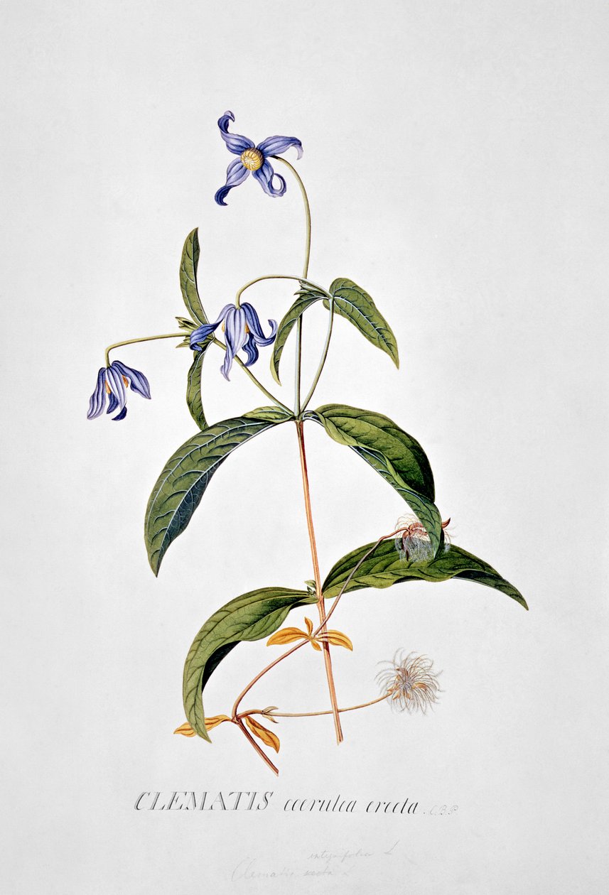 Clematis: Integrafolia tekijältä Georg Dionysius Ehret