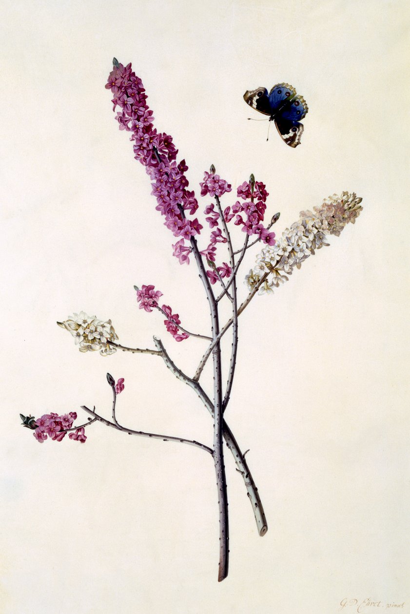 Daphne Mezereum perhosen kanssa, noin 1740 (käsin väritetty kaiverrus). tekijältä Georg Dionysius Ehret