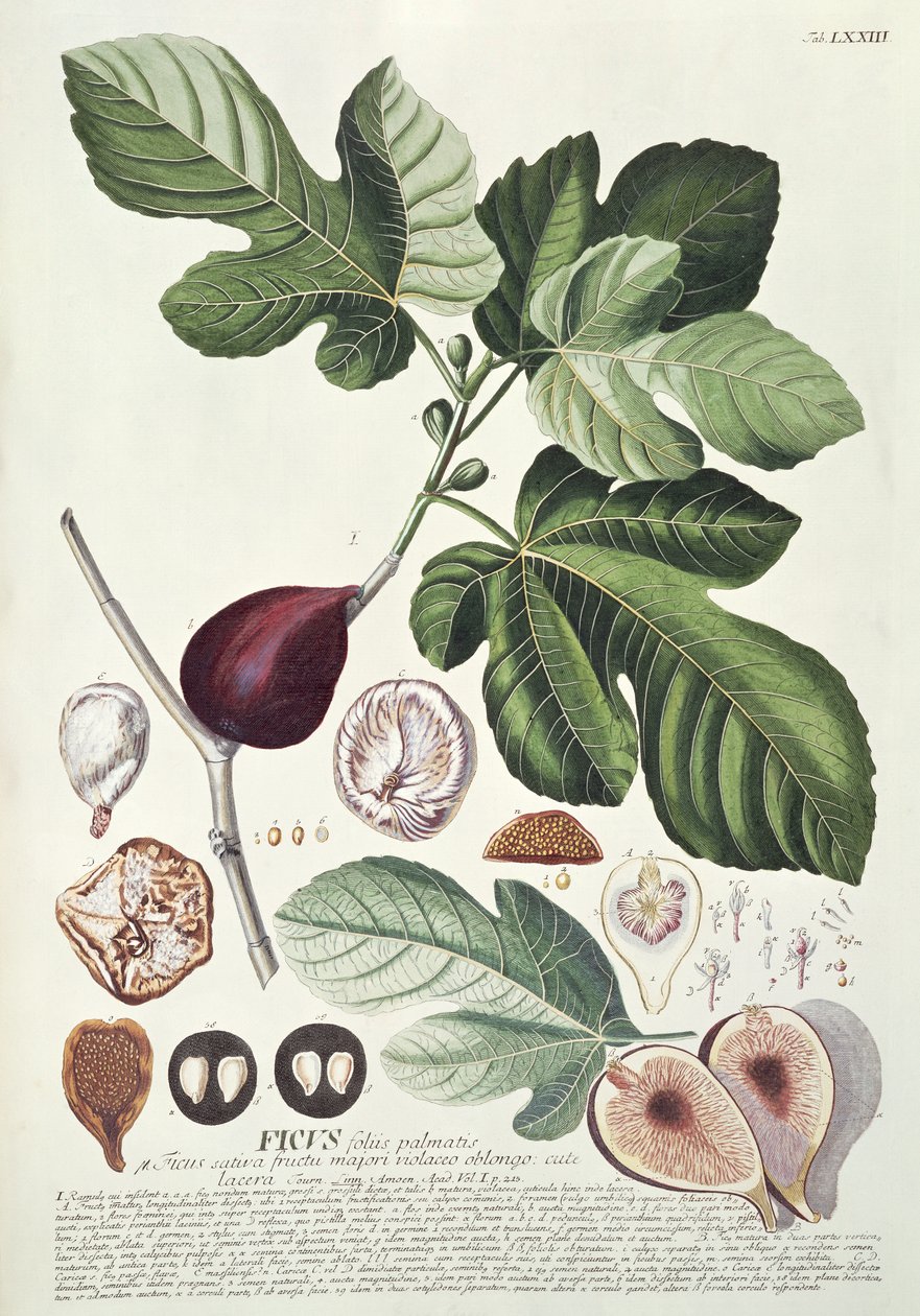 Ficus (Fig) tekijältä Georg Dionysius Ehret