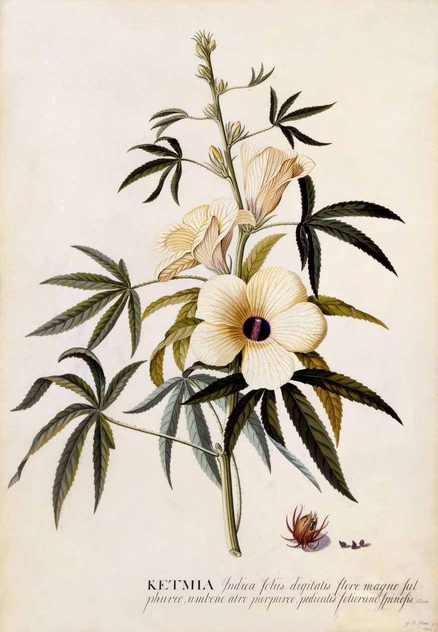 Ketmia, n.1742 (käsinvärinen kaiverrus) tekijältä Georg Dionysius Ehret
