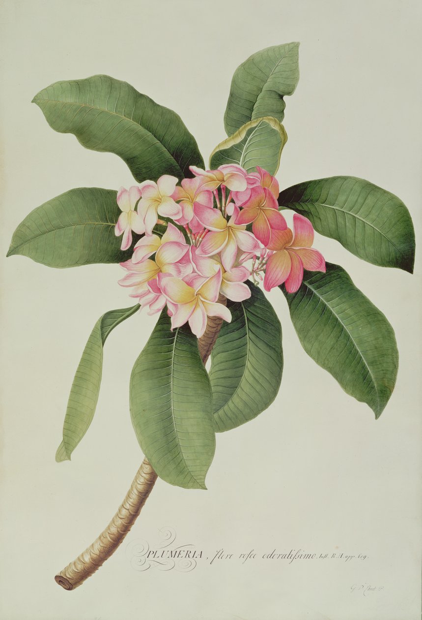 Plumeria tekijältä Georg Dionysius Ehret