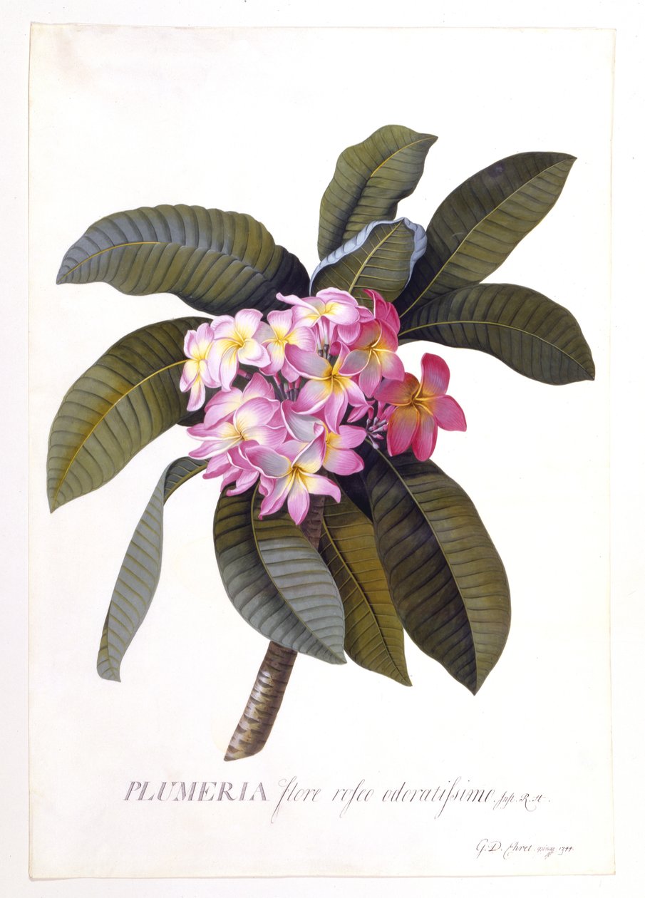 Plumeria, noin 1744 (käsin väritetty kaiverrus). tekijältä Georg Dionysius Ehret