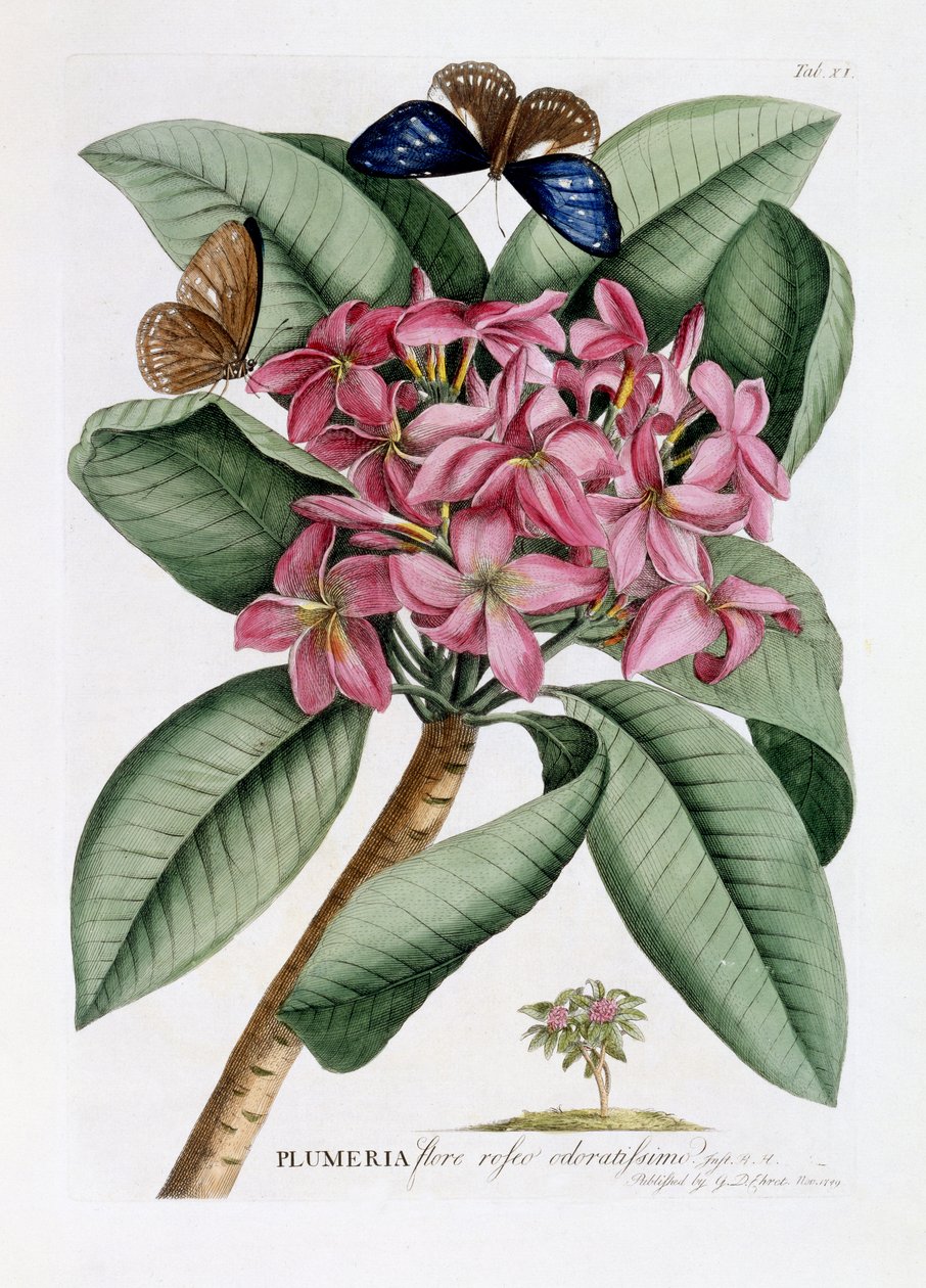 Plumeria, n. 1749 (käsinvärinen kaiverrus) tekijältä Georg Dionysius Ehret