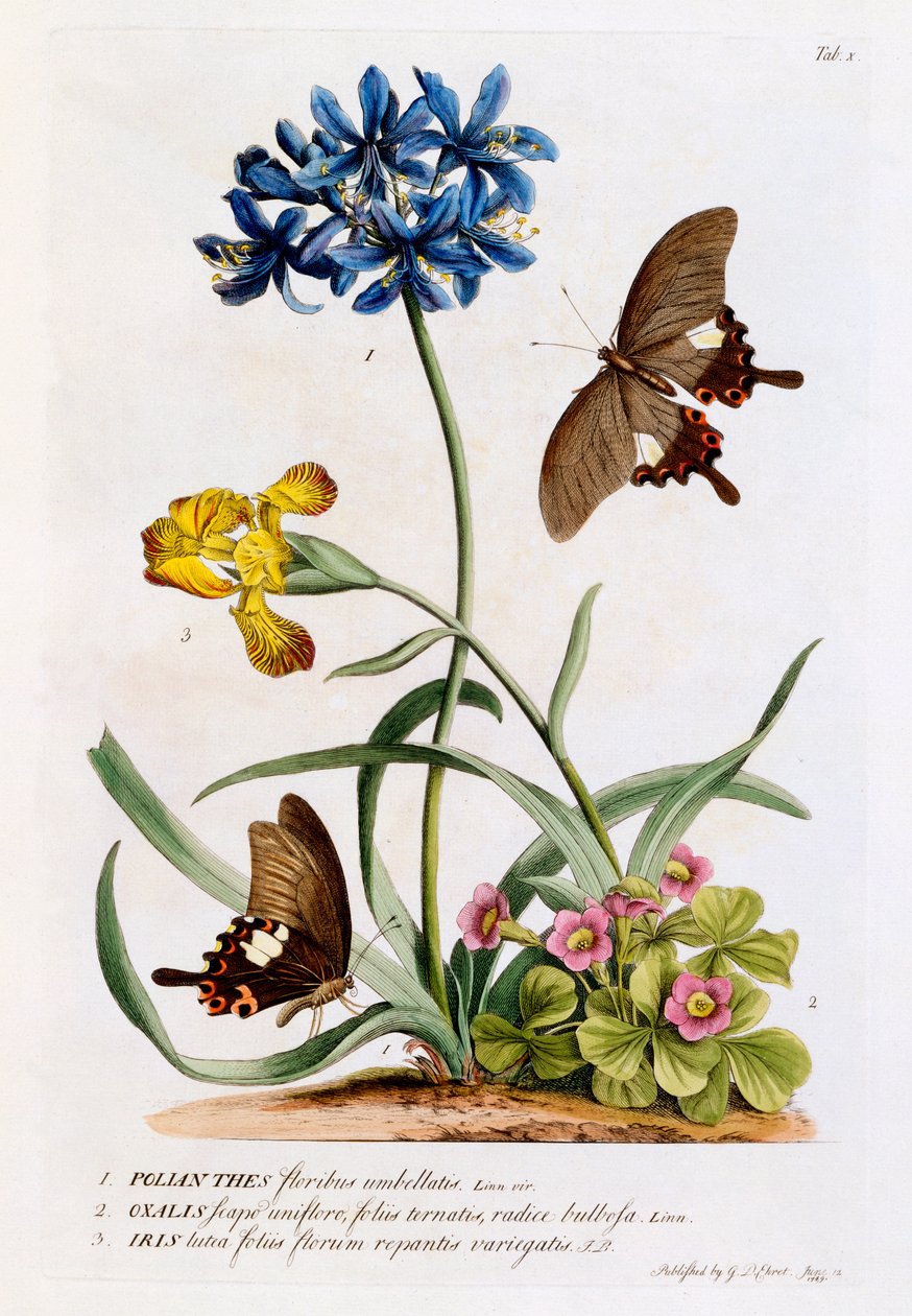Polianthes, Oxalis ja Iris, 1749 (käsin väritetty kaiverrus). tekijältä Georg Dionysius Ehret