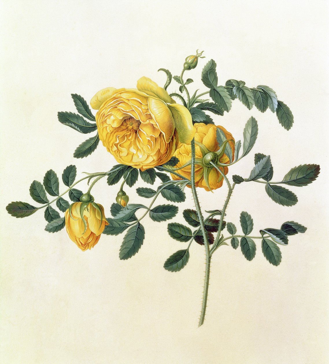 Rosa hemispherica, 1700-luku tekijältä Georg Dionysius Ehret