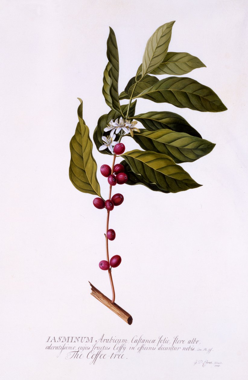 The Coffee Tree, n.1743 (käsinvärinen kaiverrus) tekijältä Georg Dionysius Ehret