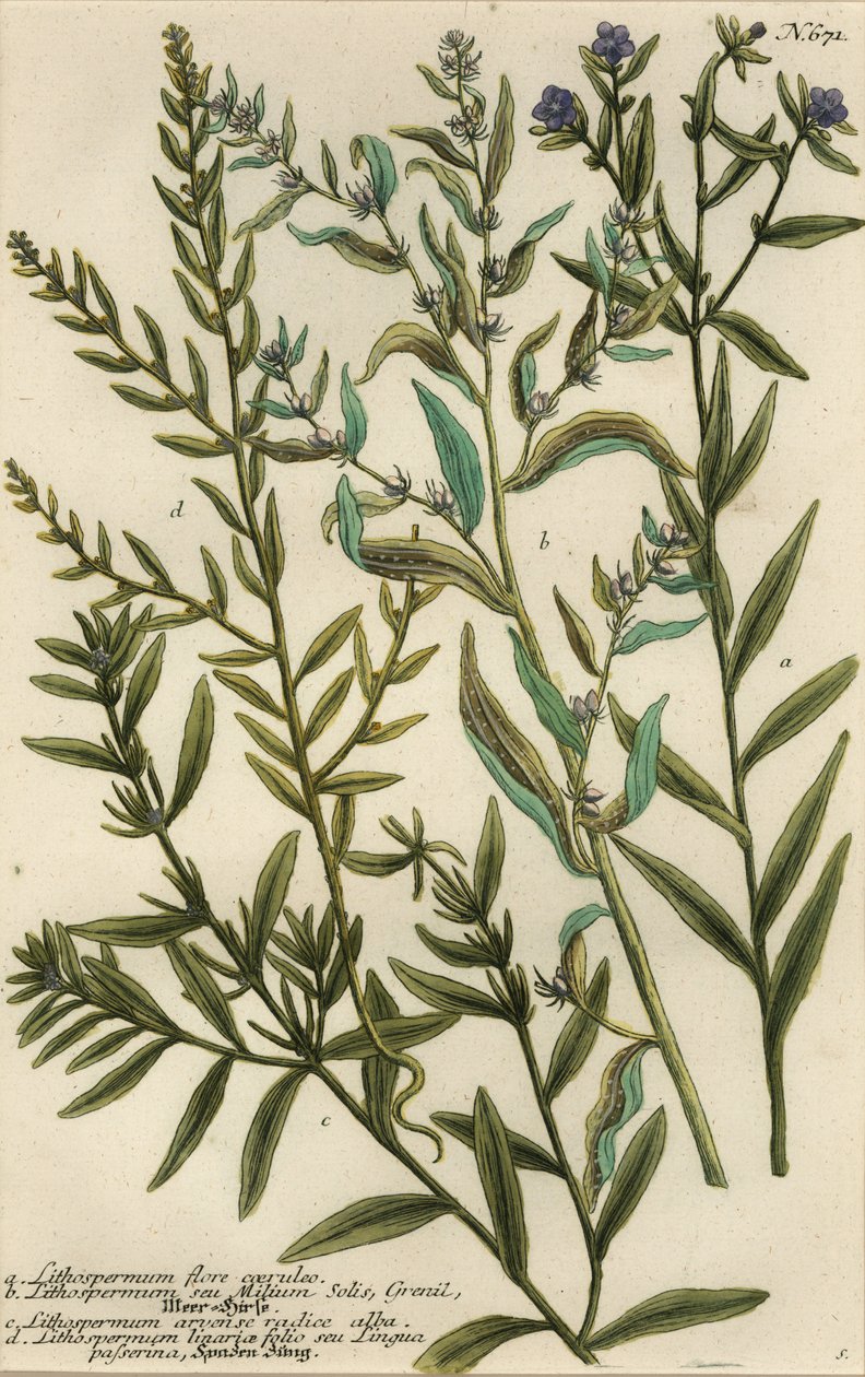 Gromwell-lajikkeet, Lithospermum-lajit tekijältä Georg Dionysius (after) Ehret
