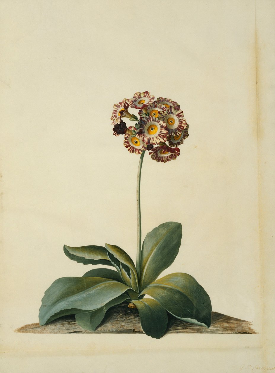 Vaaleanpunainen kirjava auricula, tekijältä Georg Dionysius Ehret
