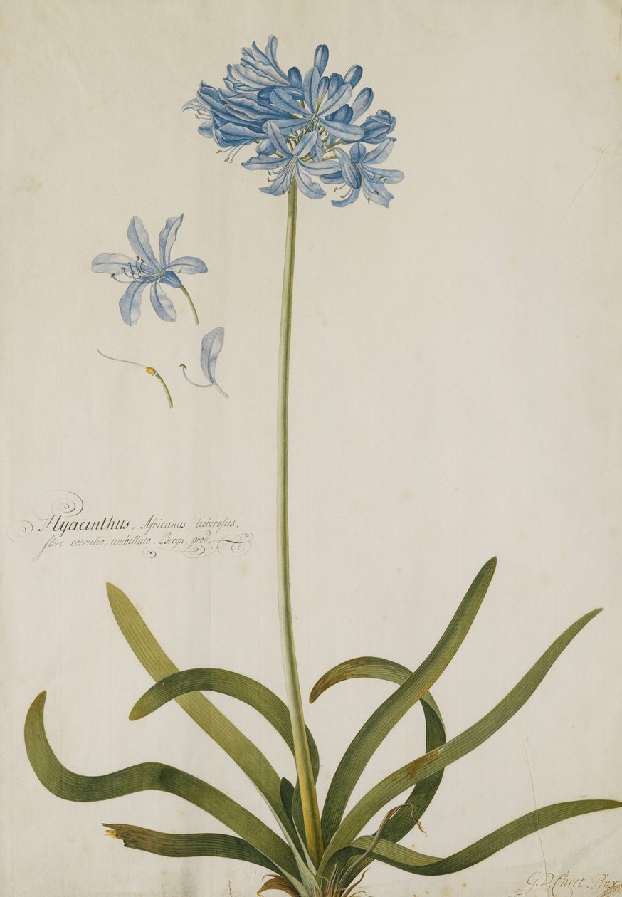 Agapanthus, tekijältä Georg Dionysius Ehret