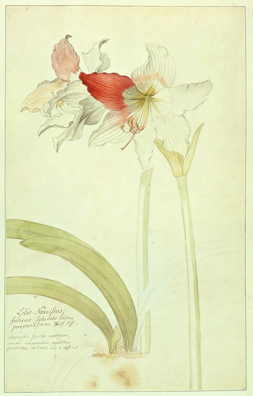 Amaryllis: Lilio-Narcissus,Indicus tekijältä Georg Dionysius Ehret