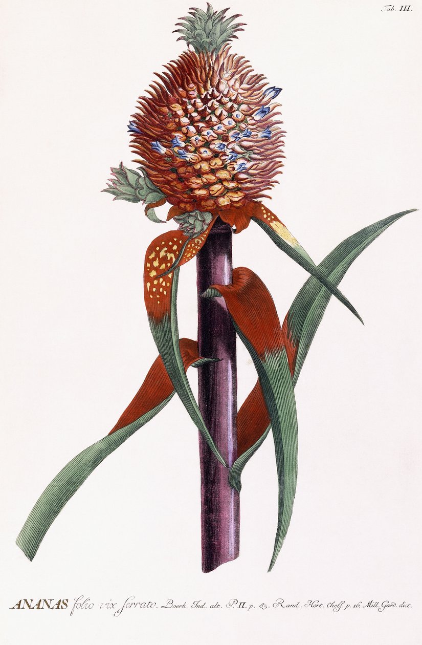 Ananas tekijältä Georg Dionysius Ehret