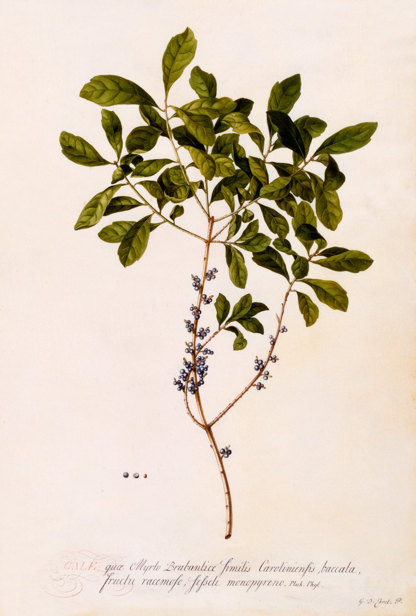 Bayberry tai Myrtle. tekijältä "Georg Dionysius Ehret